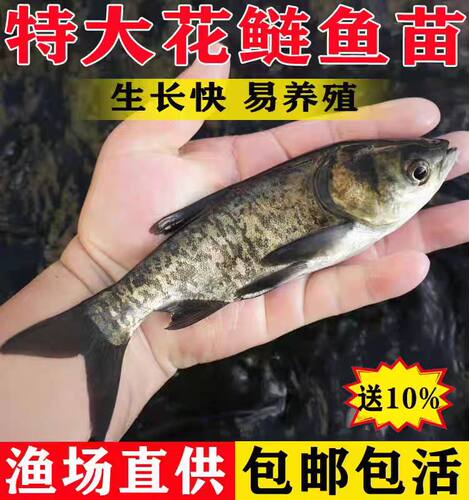 广东半斤大头花鲢鱼苗淡水养殖食用鲢鳙胖头鱼四大家鱼草鱼苗鲫鱼