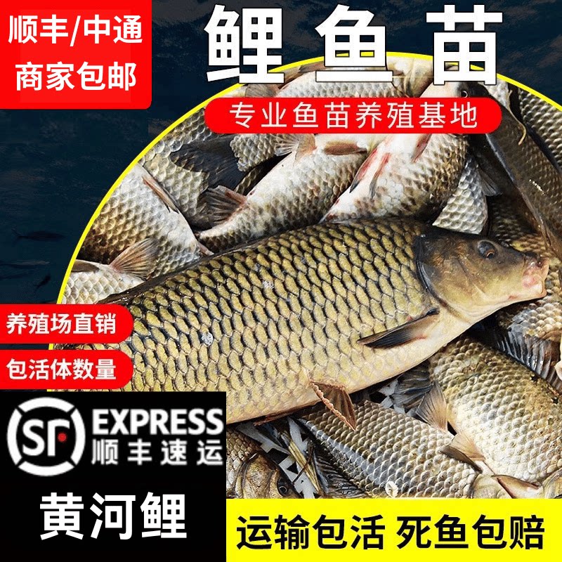湖北鲤鱼苗淡水养殖特大稻花鱼稻田鲤建鲤花背小鱼苗红尾鲤鱼苗活