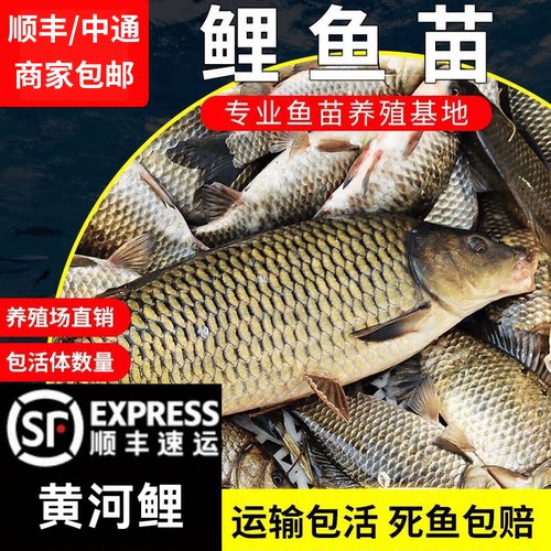 湖北鲤鱼苗淡水养殖特大稻花鱼稻田鲤建鲤花背小鱼苗红尾鲤鱼苗活