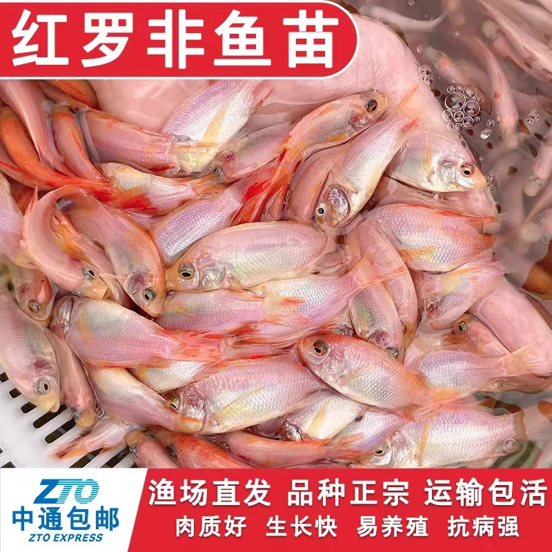 江苏大尺寸红罗非鱼苗批发保真正
