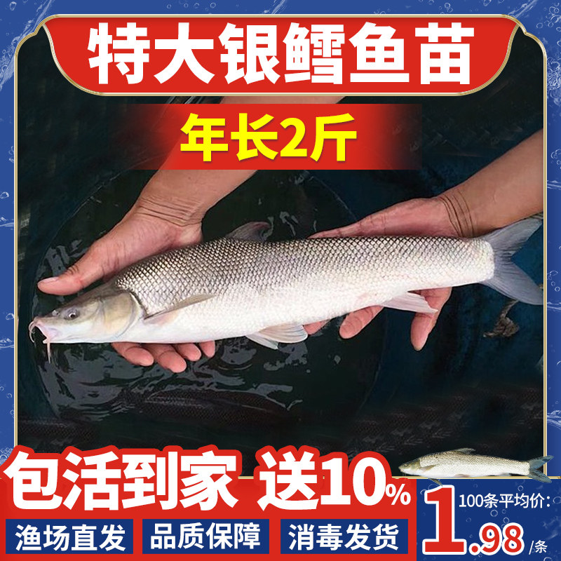 广东银鳕鱼苗淡水养殖食用大鳞鲃鱼苗鳕鱼苗活鱼苗观赏银雪活鱼苗