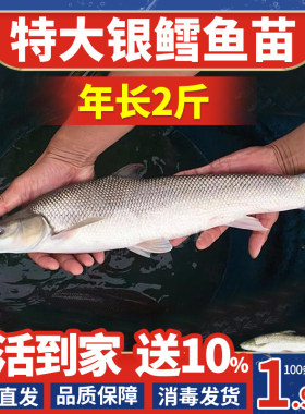 广东银鳕鱼苗淡水养殖食用大鳞鲃鱼苗鳕鱼苗活鱼苗观赏银雪活鱼苗
