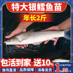 广东银鳕鱼苗淡水养殖食用大鳞鲃鱼苗鳕鱼苗活鱼苗观赏银雪活鱼苗