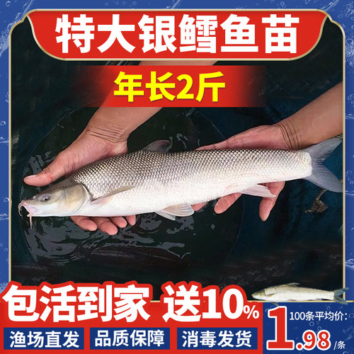 广东银鳕鱼苗淡水养殖食用大鳞鲃鱼苗鳕鱼苗活鱼苗观赏银雪活鱼苗