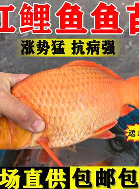 广东红鲤鱼苗淡水养殖食用活体鲤鱼苗大红兴国鲤鱼鱼苗耐活观赏鱼