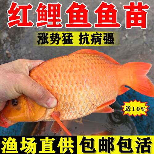 广东红鲤鱼苗淡水养殖食用活体鲤鱼苗大红兴国鲤鱼鱼苗耐活观赏鱼
