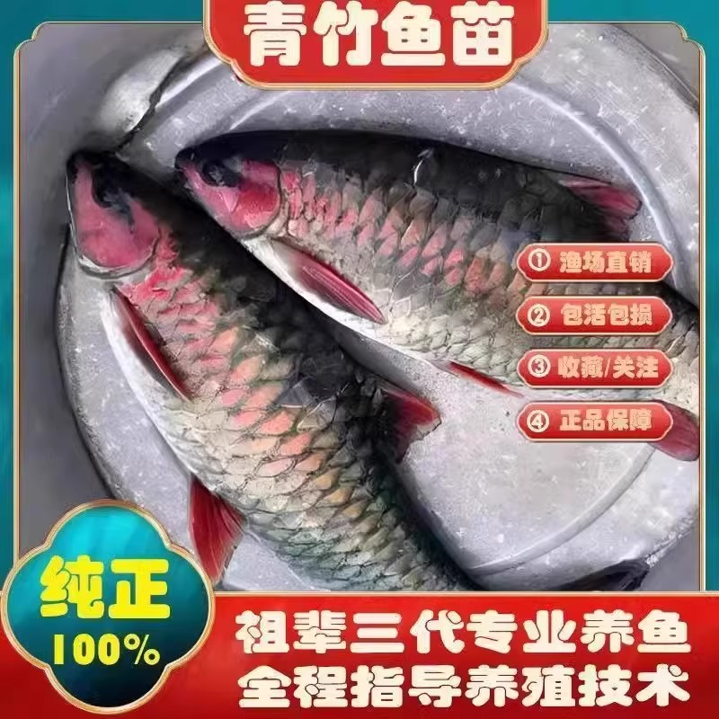 重庆青竹鲤鱼苗青竹凤仙子倒刺鲃苗红脸冷水原生观赏风水鱼竹鲃鲤