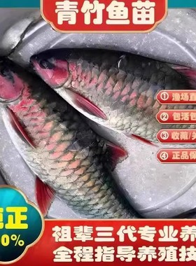 重庆青竹鲤鱼苗青竹凤仙子倒刺鲃苗红脸冷水原生观赏风水鱼竹鲃鲤