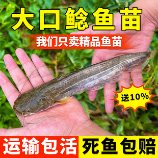 江苏大口鲶鱼苗淡水养殖食用二须鲶鱼苗凶猛鲢子鱼土鲶鱼河鲶鱼苗