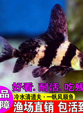 广东胭脂鱼苗观赏一帆风顺鱼淡水冷水好养耐活清道夫鱼缸清洁鱼苗