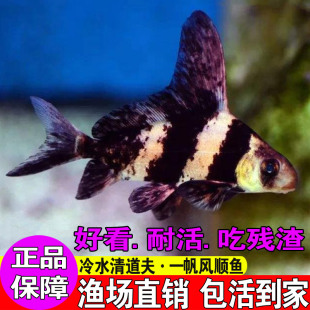 广东胭脂鱼苗观赏一帆风顺鱼淡水冷水好养耐活清道夫鱼缸清洁鱼苗