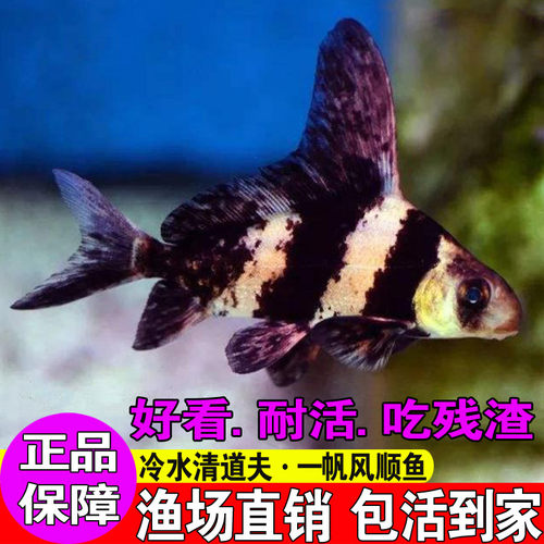 广东胭脂鱼苗观赏一帆风顺鱼淡水冷水好养耐活清道夫鱼缸清洁鱼苗