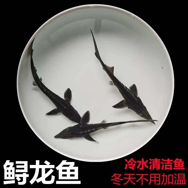 湖南鲟鱼苗鲟鸭嘴鱼中华史施鲟龙鱼苗淡水鱼苗幼苗大鲟鱼苗观赏鱼