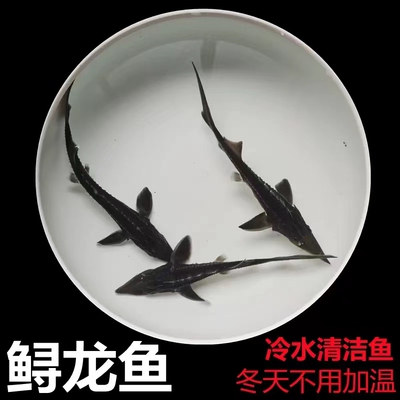 湖南鲟鱼苗鲟鸭嘴鱼中华史施鲟龙鱼苗淡水鱼苗幼苗大鲟鱼苗观赏鱼