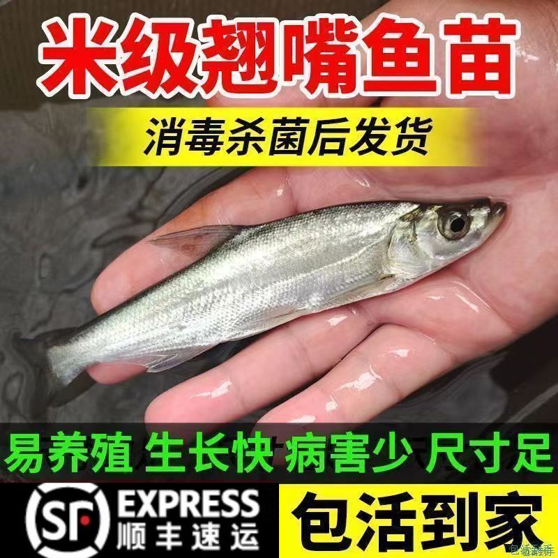 重庆大品种翘嘴鱼苗批发包活鱼塘