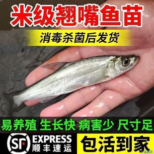 重庆大品种翘嘴鱼苗凶猛路亚鱼白刁鱼苗淡水养殖大翘壳活体苗包活