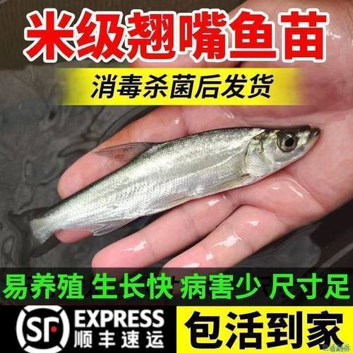 重庆大品种翘嘴鱼苗批发包活鱼塘