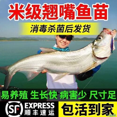 四川大品种翘嘴鱼苗批发米翘翘壳