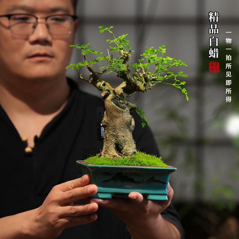 对节白蜡矮霸老桩一物一拍坨坨桩造型盆景桌面绿植庭院阳台盆栽