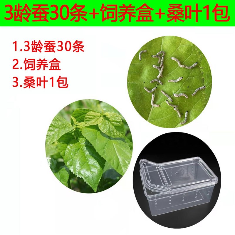 热销学生养蚕套装蚕宝宝专用v饲养盒饲养箱蚕卵幼虫家新鲜桑叶全