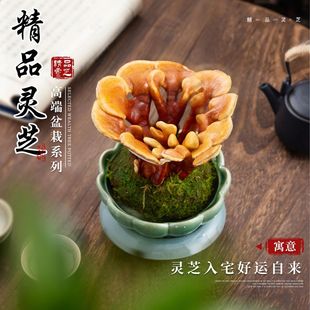 客厅观叶办公室绿植好养真灵芝小盆景 活灵芝盆栽植物室内桌面四季