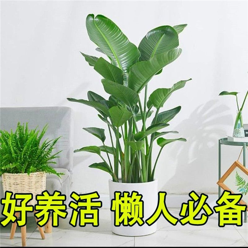 绿植室内办公室大型客厅旺宅真花盆栽落地花卉植物开业卧室书房