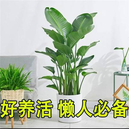 绿植室内办公室大型客厅旺宅真花盆栽落地花卉植物开业卧室书房