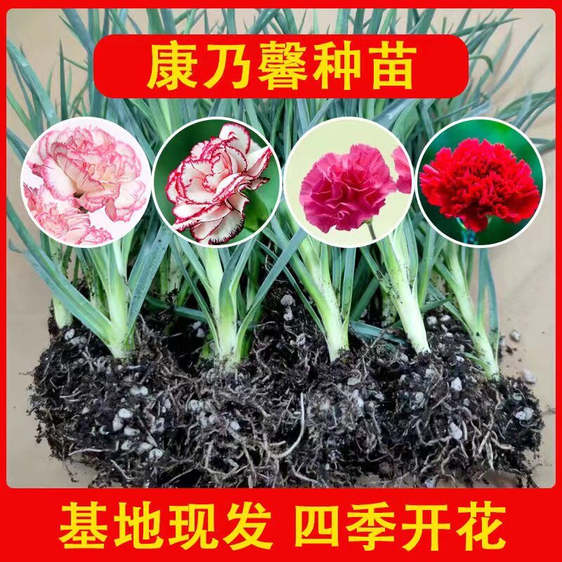 【特价】康乃馨花苗高杆切花品种存活高草本多年生花卉植物好养活