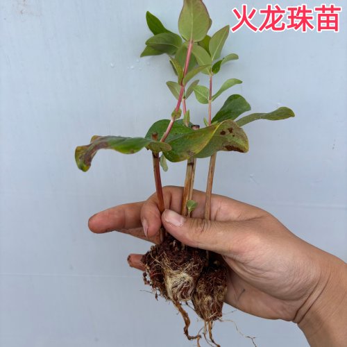 云南相思红豆苗火龙珠苗耐寒耐热花苗阳台庭院花卉绿植喜庆好养