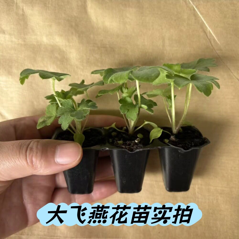 大花飞燕草耐寒庭院地栽图片
