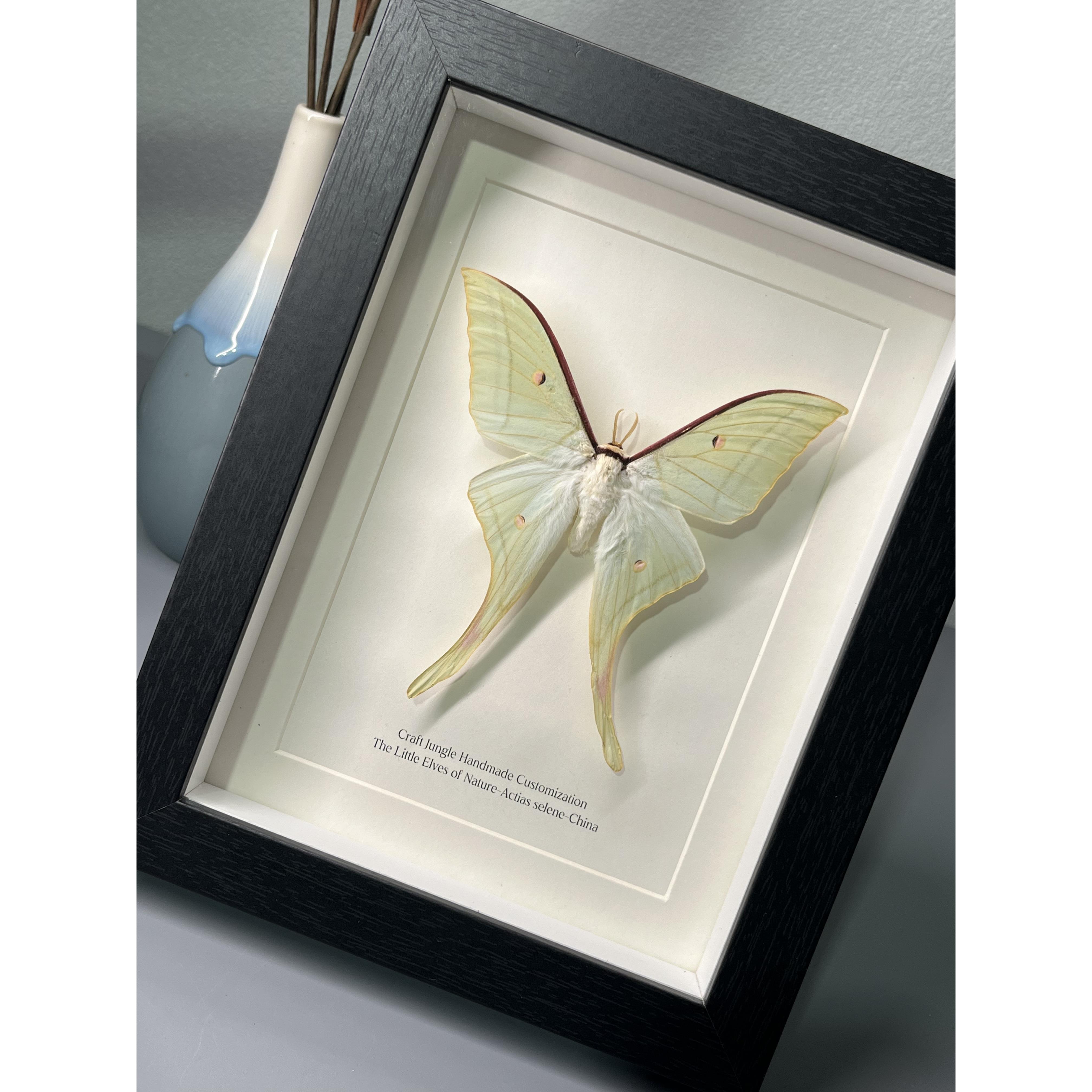 绿尾天蚕蛾飞蛾蝴蝶昆虫标本裱框成品背景玄关摆件毕业礼物送女友