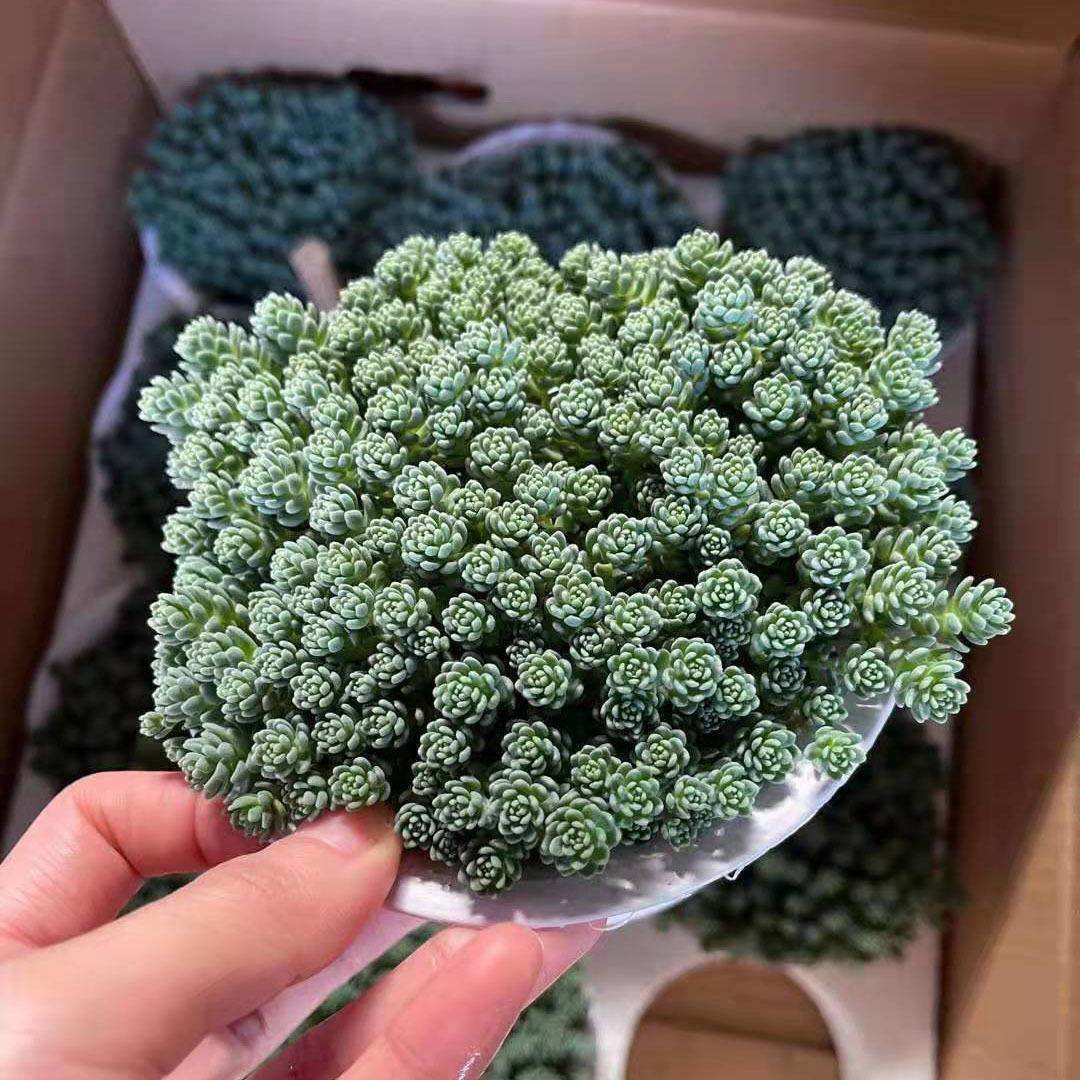 家居多肉植物花卉盆栽绿植花卉盆栽140旋叶姬心美人