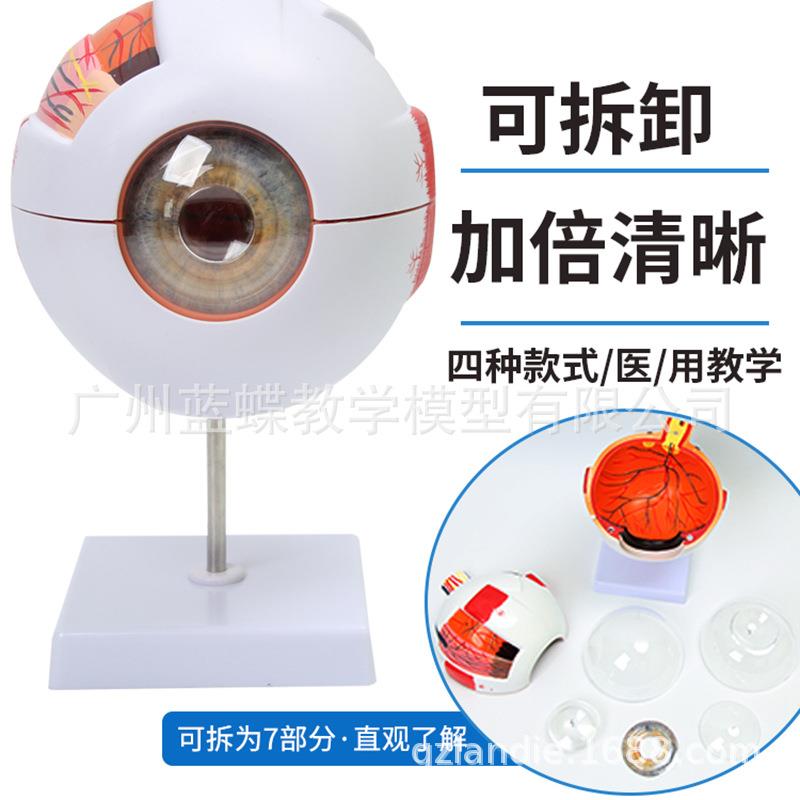 人体眼球模型 6倍放大眼球模型 五官科眼睛构造解剖教学模型 医学