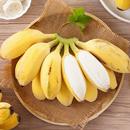正宗苹果蕉香蕉新鲜苹果粉蕉自然熟当季 小芭蕉香焦