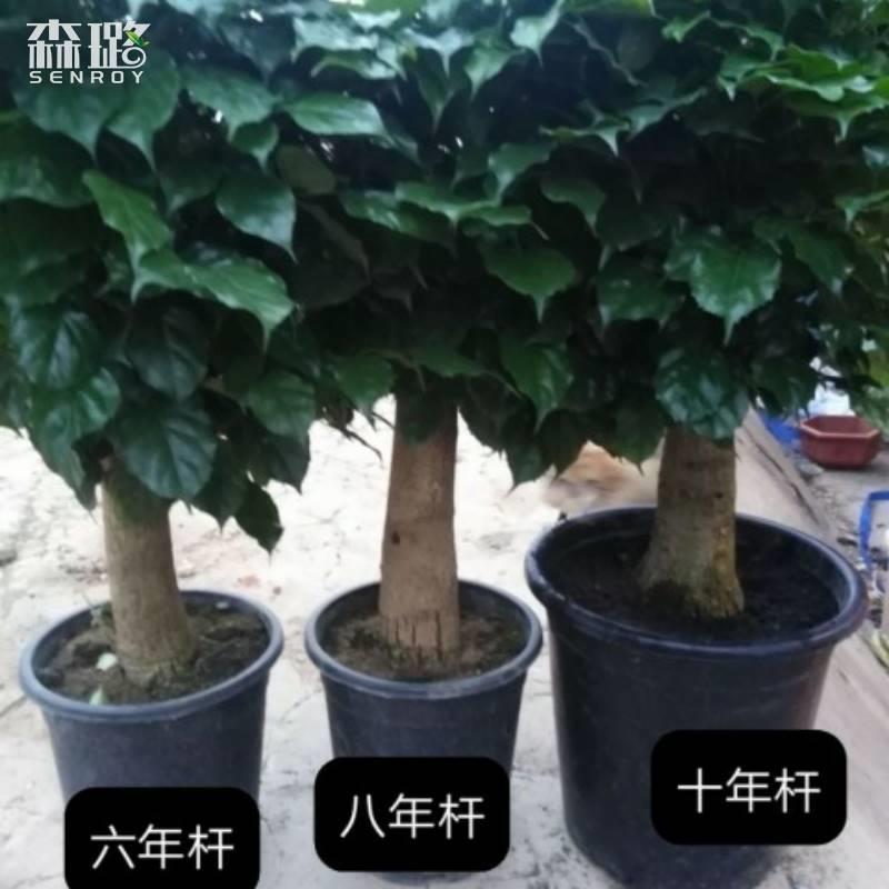 (幸福树带原土)幸福树盆栽大型室内客厅大绿植平安树幸福幸福树