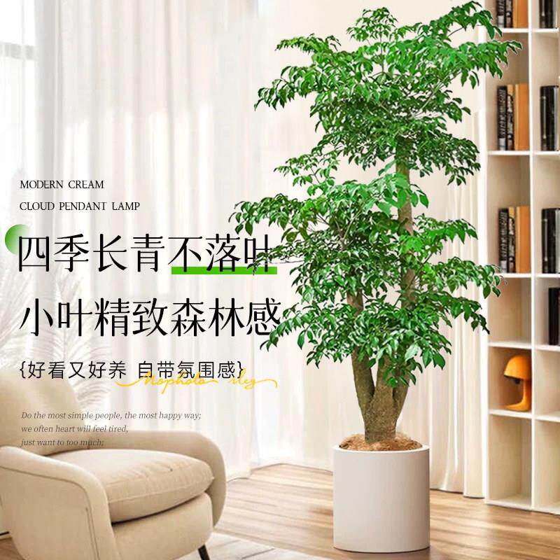 幸福树客厅盆栽植好老桩大型醛绿室内净老桩幸福化空气吸甲庭院养
