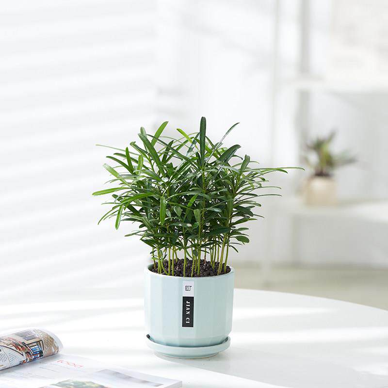 【办优惠4套餐盆植物】室内绿植栽九里香文竹子袖珍椰盆植物公室