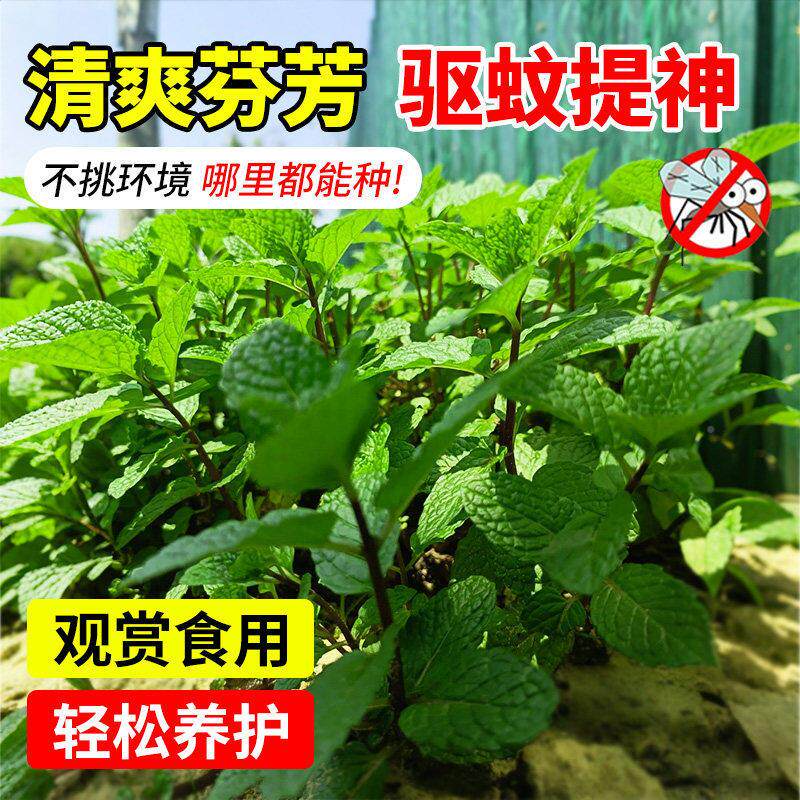 薄秧苗室内植物盆栽檬薄荷可叶柠食用迷迭香荷驱蚊草水生df665绿