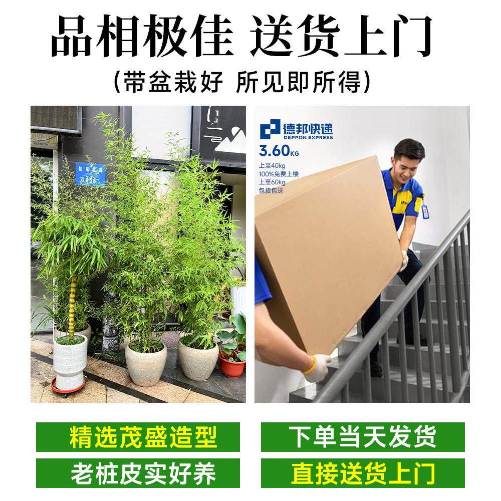 竹竹子客厅子盆栽内客绿厅树大型植落地大真花盆好养活室四季常青