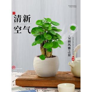 金钱兜植物盆栽福禄桐老桩盆景植物室内桌面禅意绿植好养易活四季