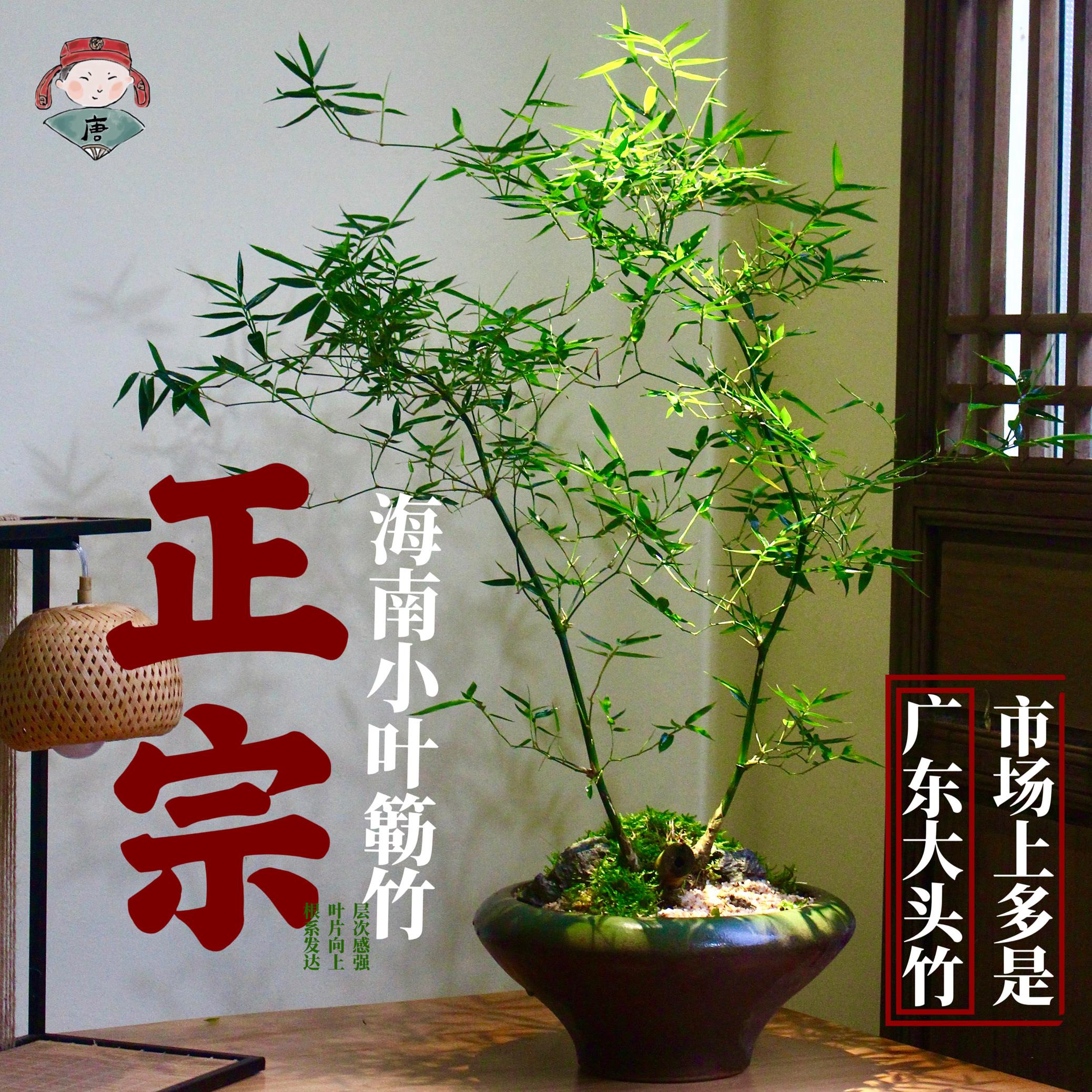 正宗海南小叶簕竹老桩盆栽竹子庭院观叶绿植室内盆景好养成品禅意
