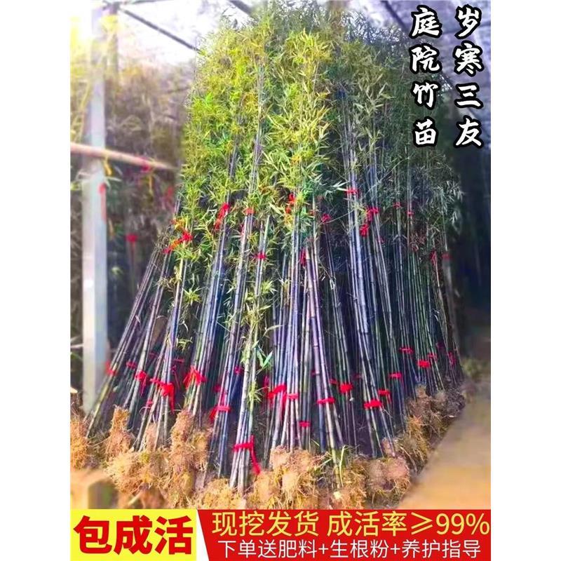 竹子苗庭院四季常青紫竹青竹罗汉竹北方室外耐寒景观竹子树苗盆栽