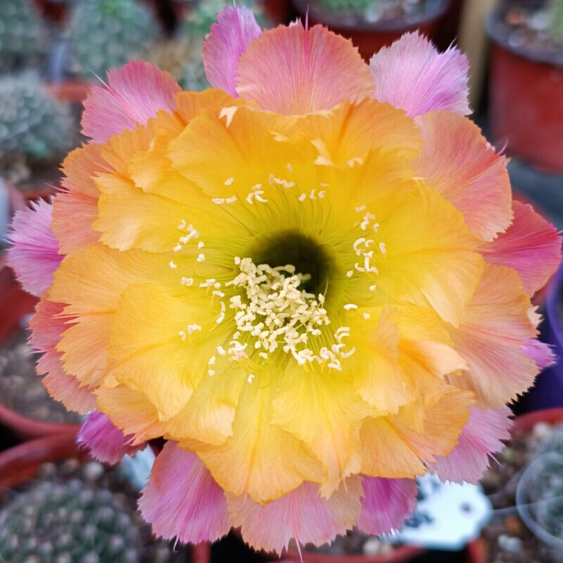 绣球 彩草仙人球 无根侧球 锯齿花边 花色漂亮包对版多肉植物