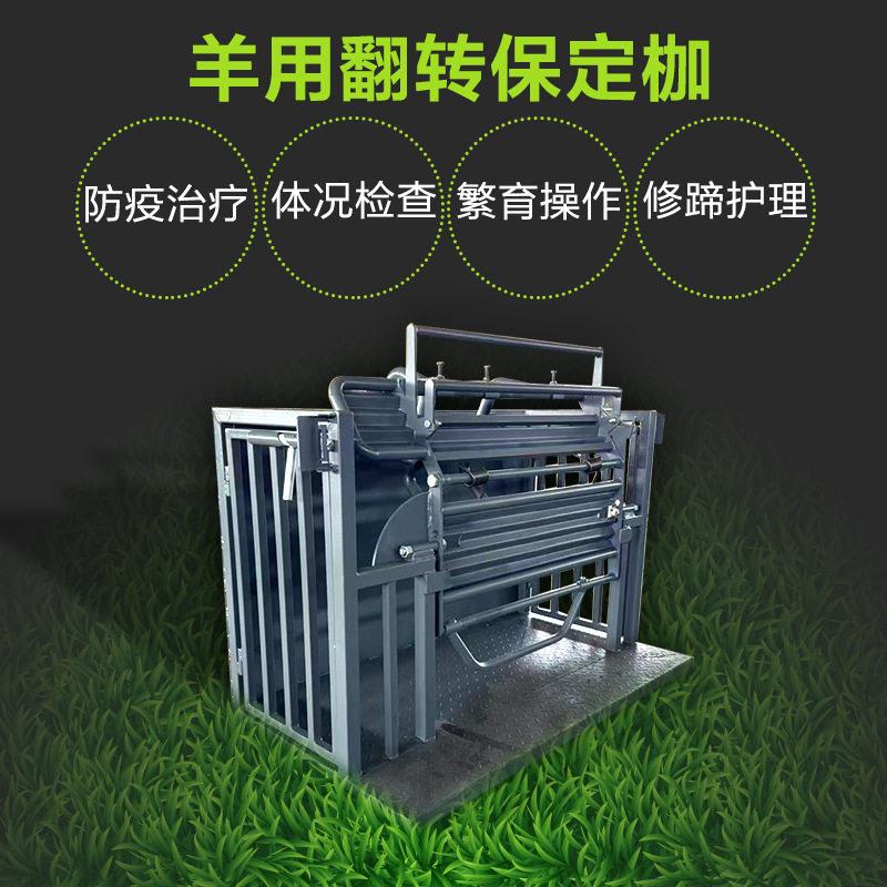 羊用保定枷羊只剪毛修蹄打针防疫人工受精配种检查固定架羊保定架