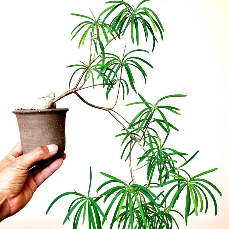 柳麒麟多肉植物大戟科花卉盆栽室内绿植盆景柳叶麒麟块根造景老桩