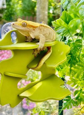 爬宠仿生攀爬架睫角守宫吸附式悬浮平台躲避屋爬宠晒台饲养缸造景