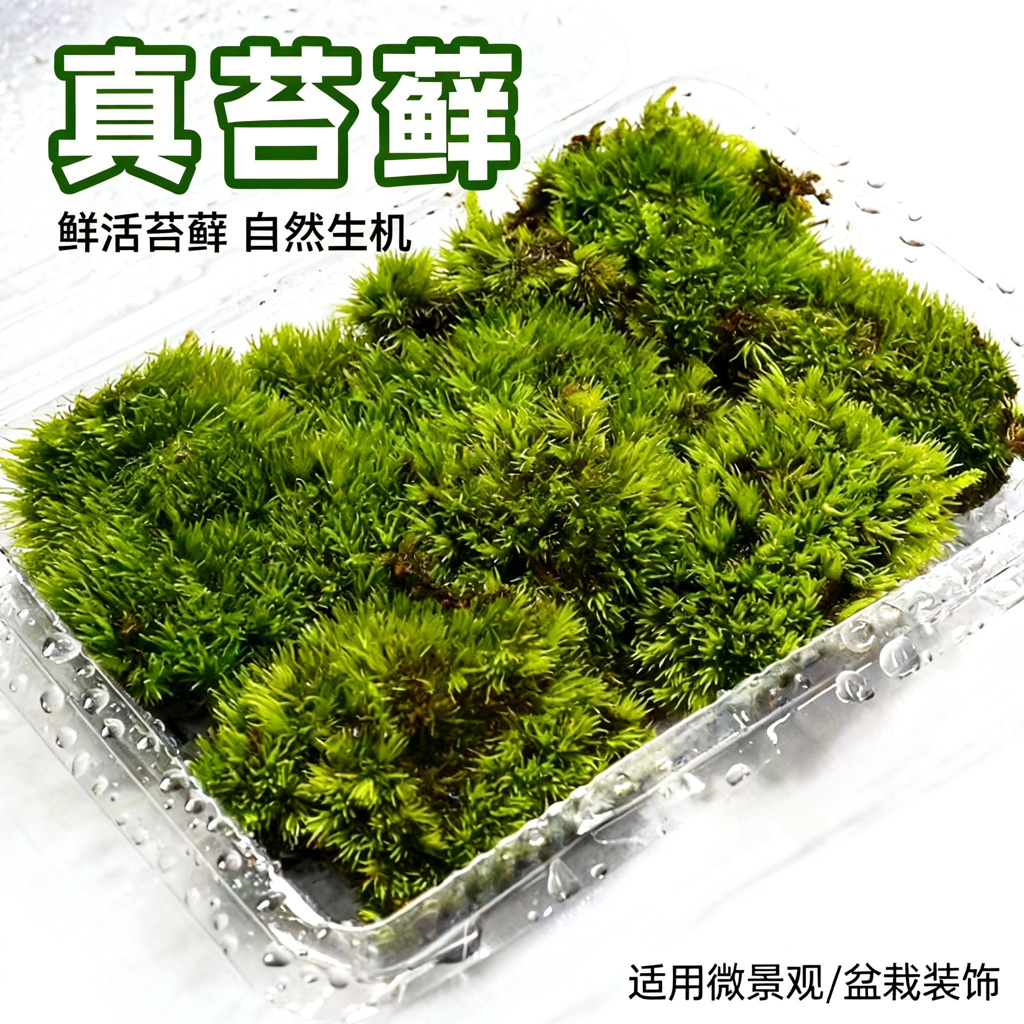 鲜活苔藓植物白发藓微景观生态瓶diy材料水陆缸造景假山盆景青苔