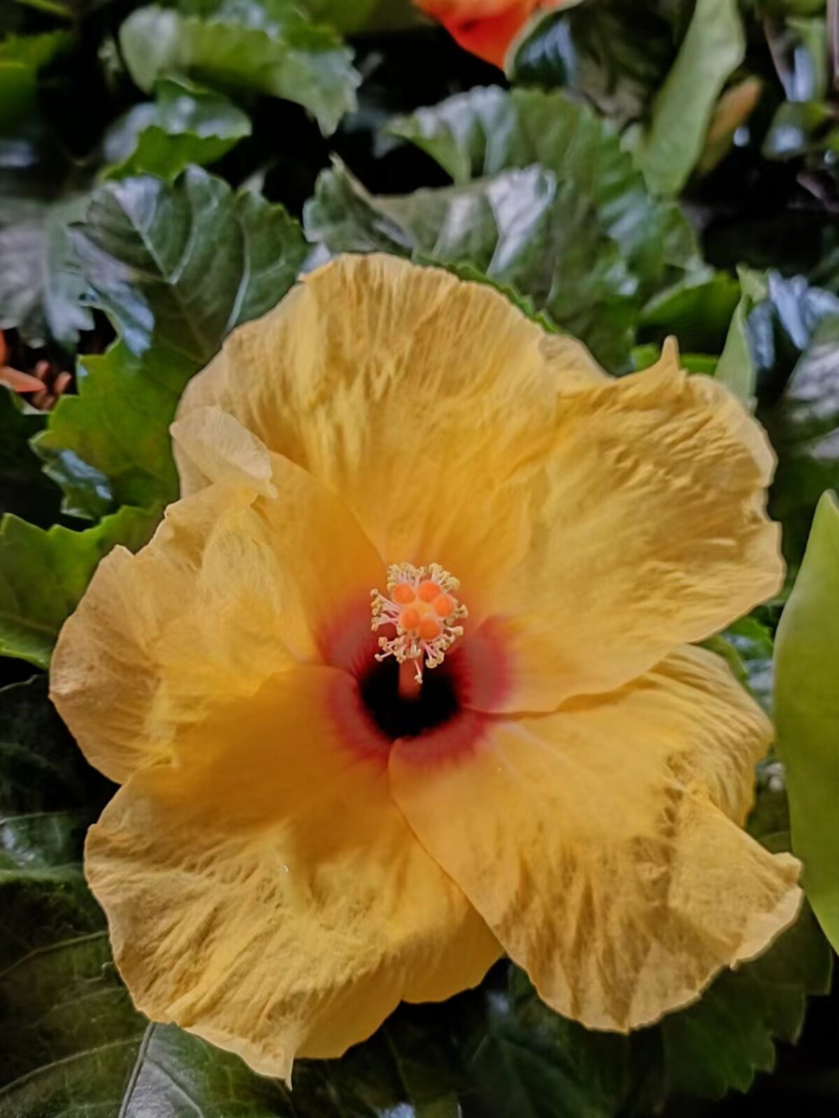 四季花卉进口扶桑花大盆树苗阳台窗台绿植室内植物大红花盆栽木槿