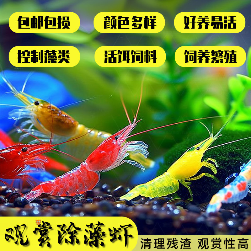 速发晶赏虾套虾除藻工具虾极火黄米虾淡水餐水观虾