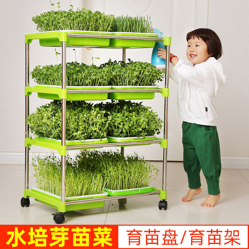 速发豆芽发芽盆芽苗菜育苗托水纸上种菜无土栽培盘培种菜豆芽蔬植